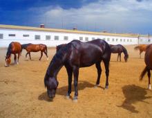 Коневодство: бизнес-план по разведению лошадей